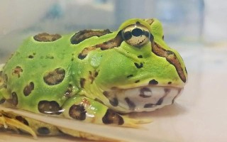 黄金角蛙能长多大?黄金角蛙价格