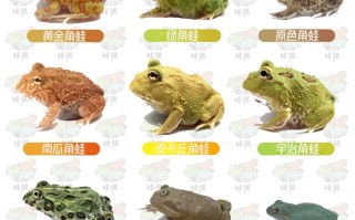 黄金角蛙寿命,黄金角蛙寿命多久