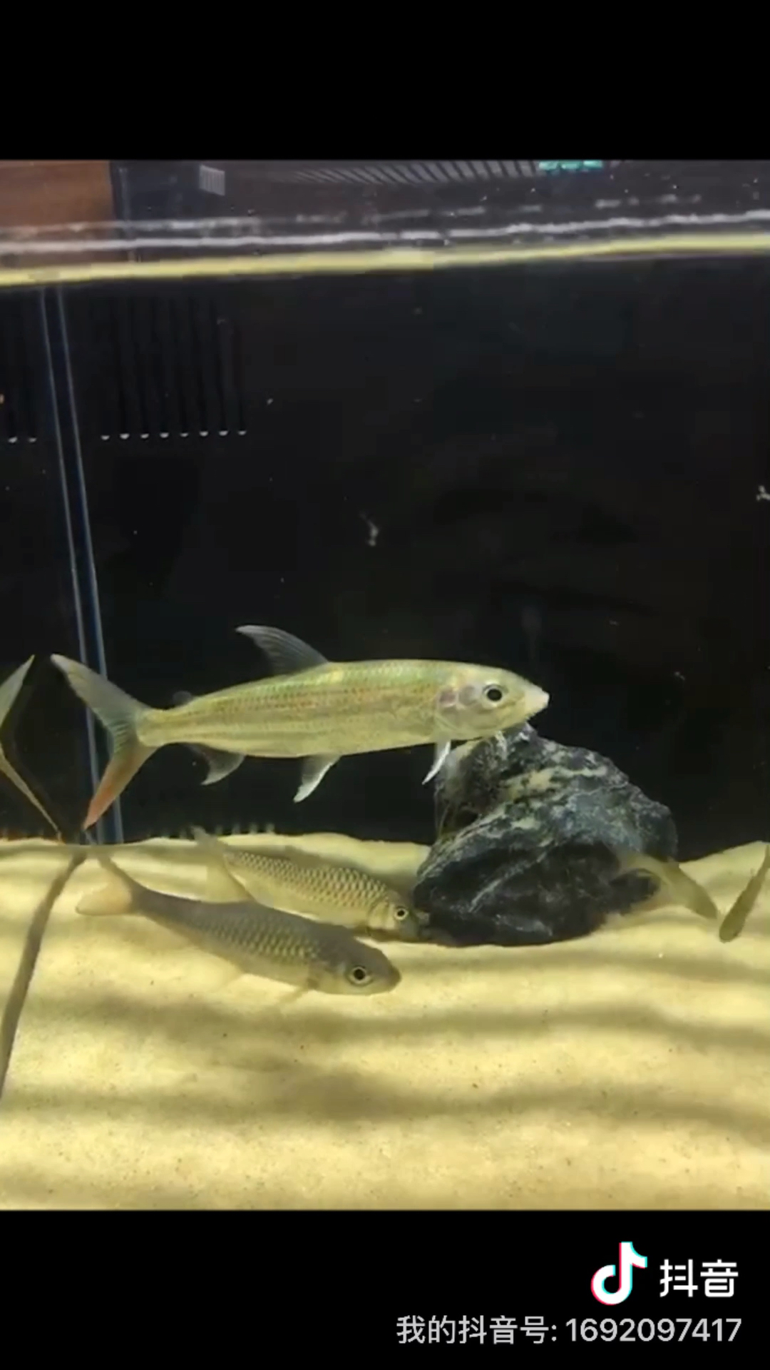 黄金猛鱼,黄金猛鱼vs铅笔鱼-第1张图片-翡翠网