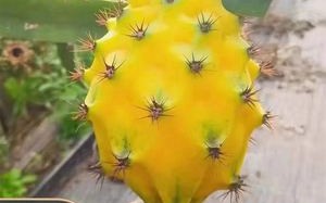 黄金火龙果黄金火龙果图片