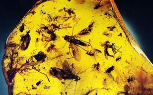 琥珀现在的市场价格