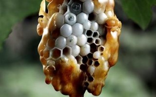 观赏长安塔2012大展，探寻《蜜》的真谛[已扎口]