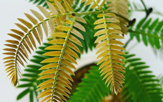 耳环草植物图片耳环草植物图片大全