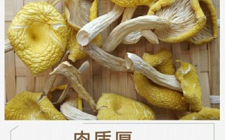 黄金菇怎么保存黄金菇