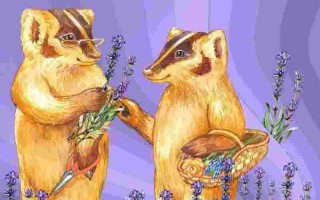 贝吉獾,贝吉獾怎么读