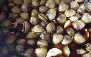 黄金蚬,黄金蚬能净化鱼缸水质吗