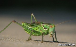 蝗虫本害，人人得而诛之，为何古人却写下了赞它多子多孙的《周南·螽斯》？