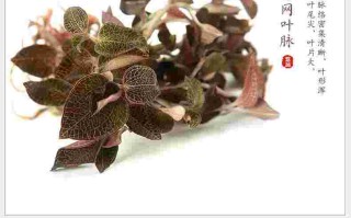 金耳环别名叫什么,金耳环是什么药材图片