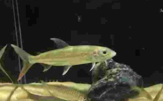 黄金猛鱼,黄金猛鱼vs铅笔鱼