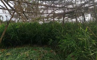 树荫下适合种植什么？有经济效益的，或者适合养殖什么？