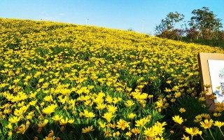 黄金菊黄金菊泡水喝的功效