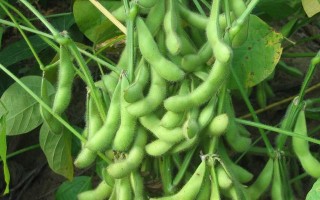 大豆什么时候种最适合，如何高产？
