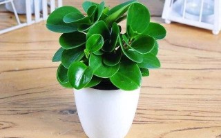 碧玉花好养吗，需要注意什么？