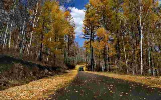 黄金路下载,黄金路下载 1080P