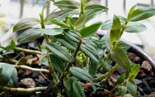 戴黄金耳环的功效与作用金耳环的功效与作用