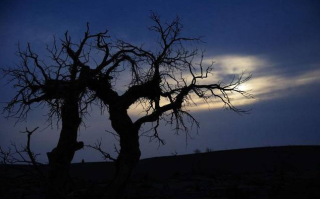 金市大鲤：银行频繁爆雷推升避险升温，国际金价还能涨多久？