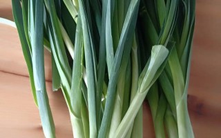 现在可以种什么杂粮？