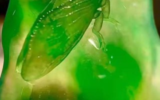 翡翠a货玉蝉一般价格为多少,翡翠a货吊坠500元贵吗