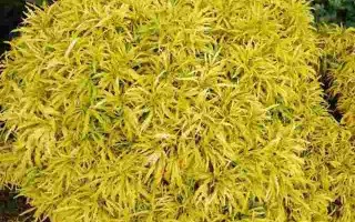 黄金草的作用与功效图片,黄金草