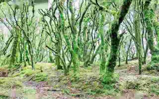 百草童话精油百草童话