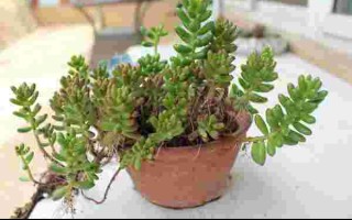 耳坠草图片耳坠草图片大全