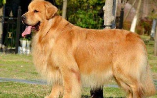 黄金猎犬电影黄金猎犬