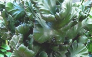 玉麒麟的养殖方法？