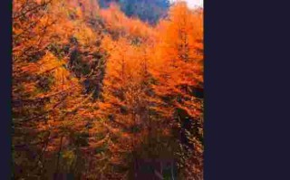 抖音子林的瓜抖音子林