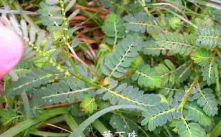 金耳环草的功效与作用金耳环草的功效与作用图片