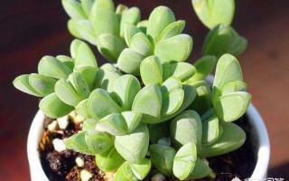 有人能介绍一下养碧玉莲的经验吗？