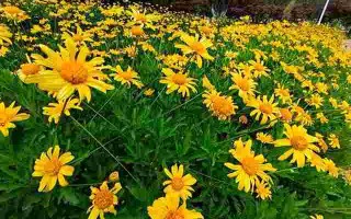 黄金菊药用价值黄金菊