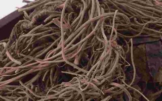 草药金耳环的功效与作用泰国金耳环草药有哪些