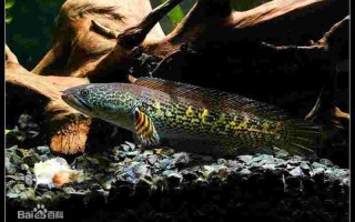 黄金眼镜蛇雷龙黄金眼镜蛇雷龙鱼能长多大