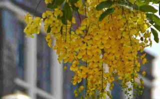 股海黄金雨,股海*盘系统