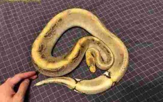 黄金球蟒有毒吗黄金球蟒