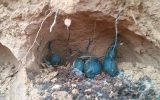 小块翡翠原石,有蚂蚁窝形状的翡翠原石