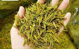 黄金芽属于什么茶功效和作用黄金芽属于什么茶
