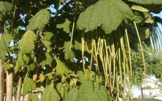 黄金树植物,黄金树