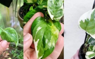 泰国翡翠绿萝价格,泰国翡翠值得买吗