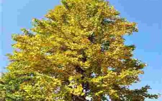 黄金树黄金树图片