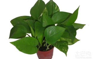 黄金葛的养殖方法和注意事项,黄金葛