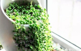 珍珠吊兰怎么养？