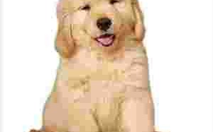 黄金猎犬的寿命黄金猎犬价格