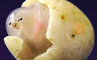 奇石“小鸡出壳”加工过吗？