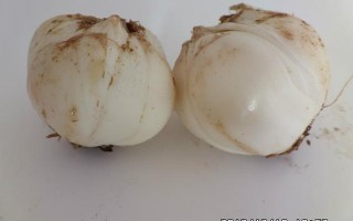 你的家乡现在种植的粮食作物有哪些种类？有夏粮秋粮之分吗？