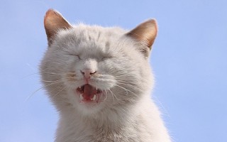 黄金一笑歌曲黄金一笑