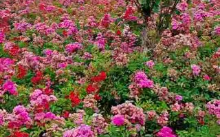 抖音晨曦是谁,抖音晨曦是女的吗