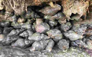 黄金螺图片,黄金螺是什么样子的