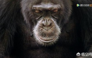 如何评价BBC与腾讯视频合作推出的自然类纪录片《王朝》？