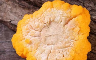 金耳环药的功效金耳环功效主治